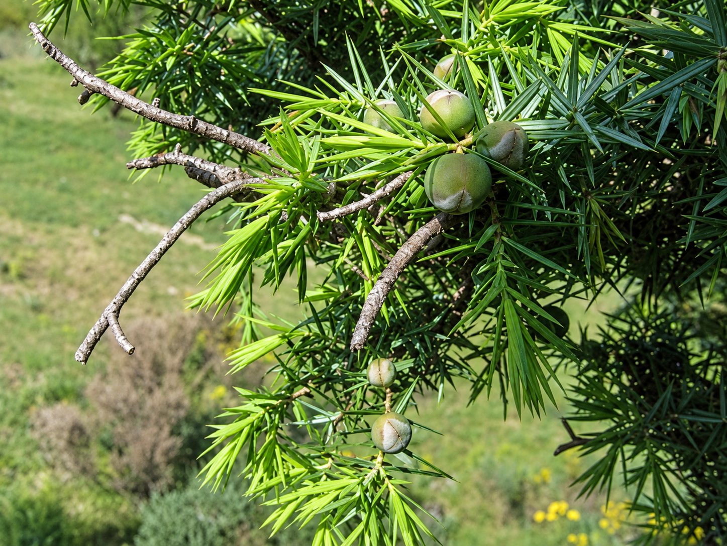 Gros plan sur une branche de genévrier aux aiguilles vertes et aux baies encore vertes, avec une prairie floue en arrière-plan.