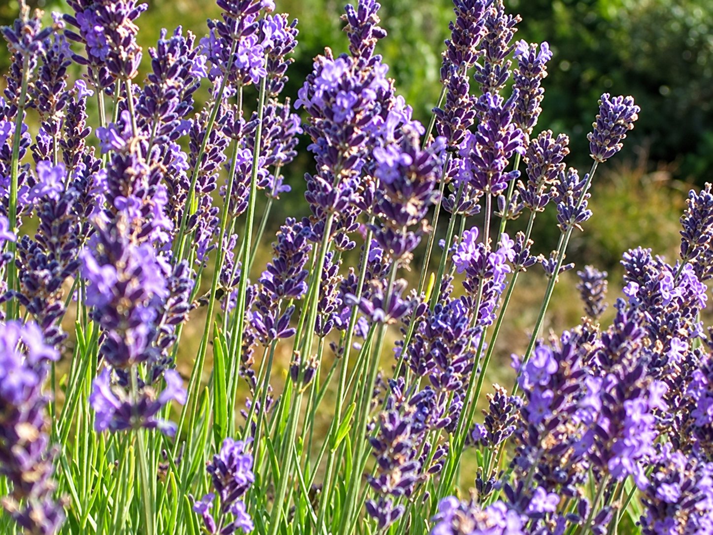 Gros plan sur des tiges de lavande aux fleurs violettes éclairées par le soleil, avec un champ flou en arrière-plan.