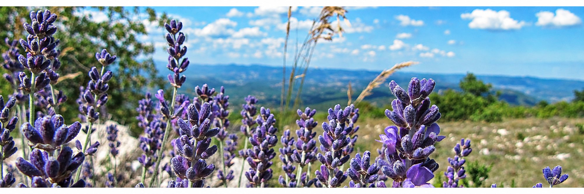 Gros plan sur des épis de lavande violette au premier plan, avec des collines et un ciel bleu légèrement nuageux en arrière-plan flou.