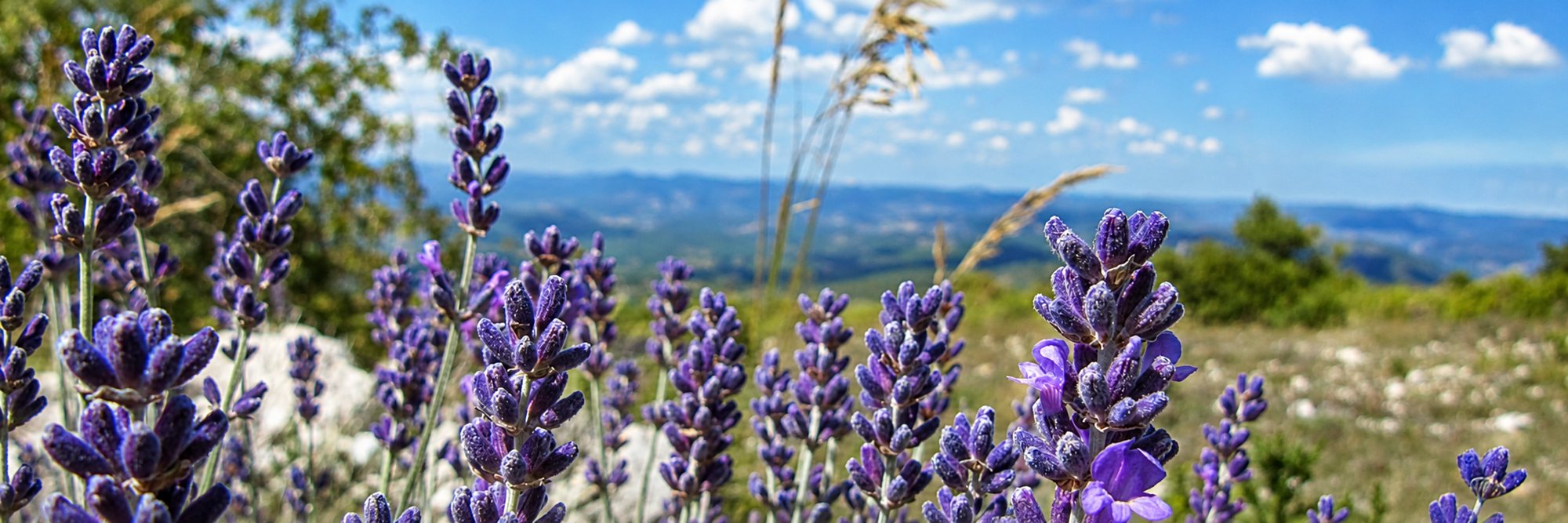 Gros plan sur des épis de lavande violette au premier plan, avec des collines lointaines et un ciel bleu légèrement nuageux en arrière-plan.