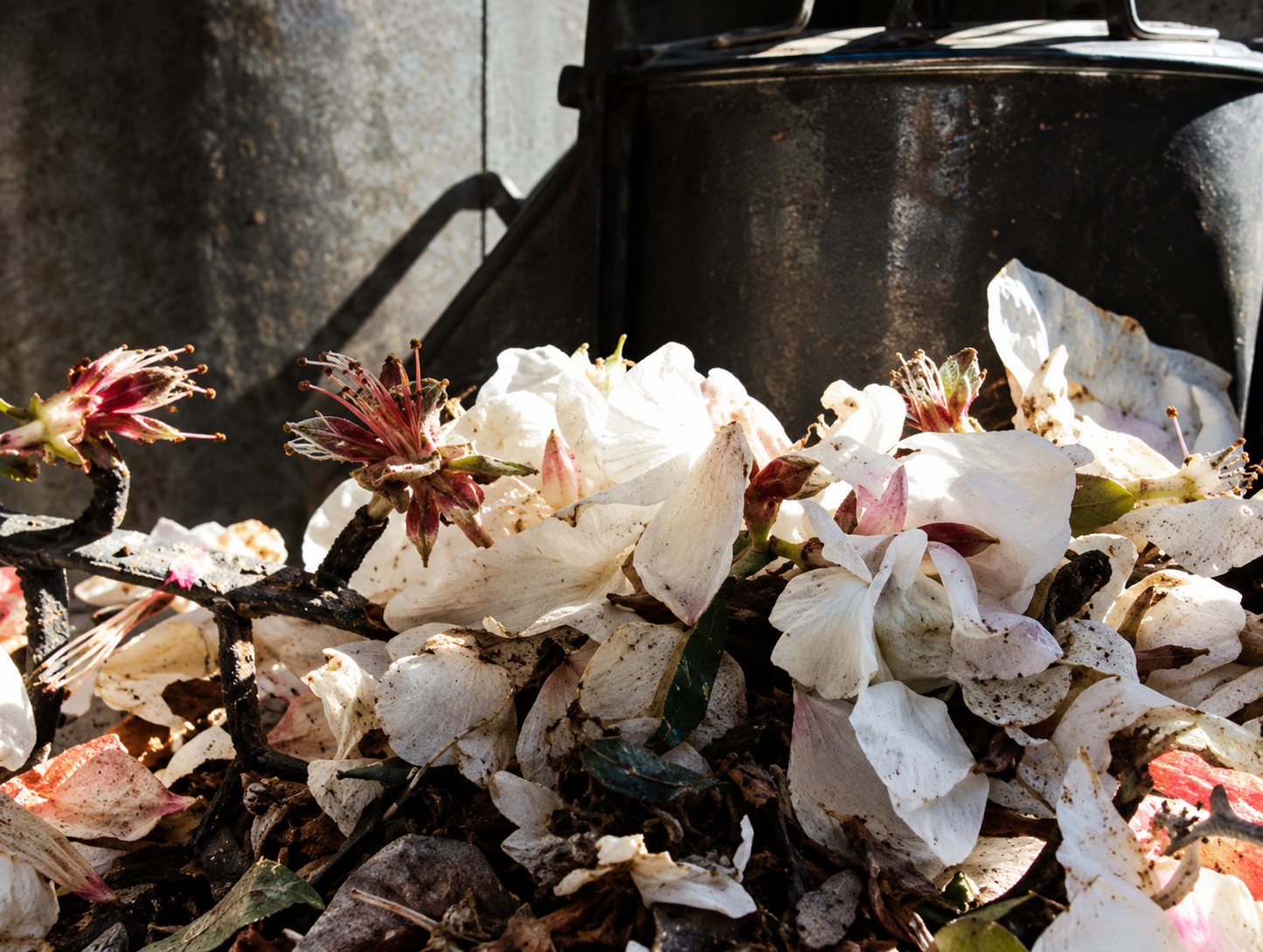 Gros plan sur un bouquet de fleurs blanches et rosées aux pétales flétris, devant un fond sombre.