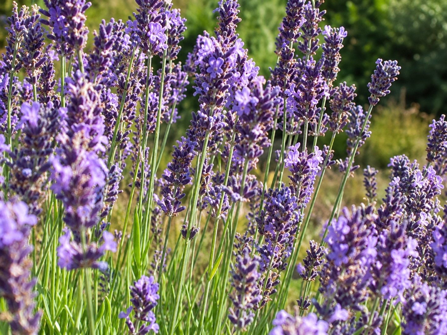 Gros plan sur des tiges de lavande en fleurs, aux épis violets, dans un champ ensoleillé avec un arrière-plan de verdure floue.