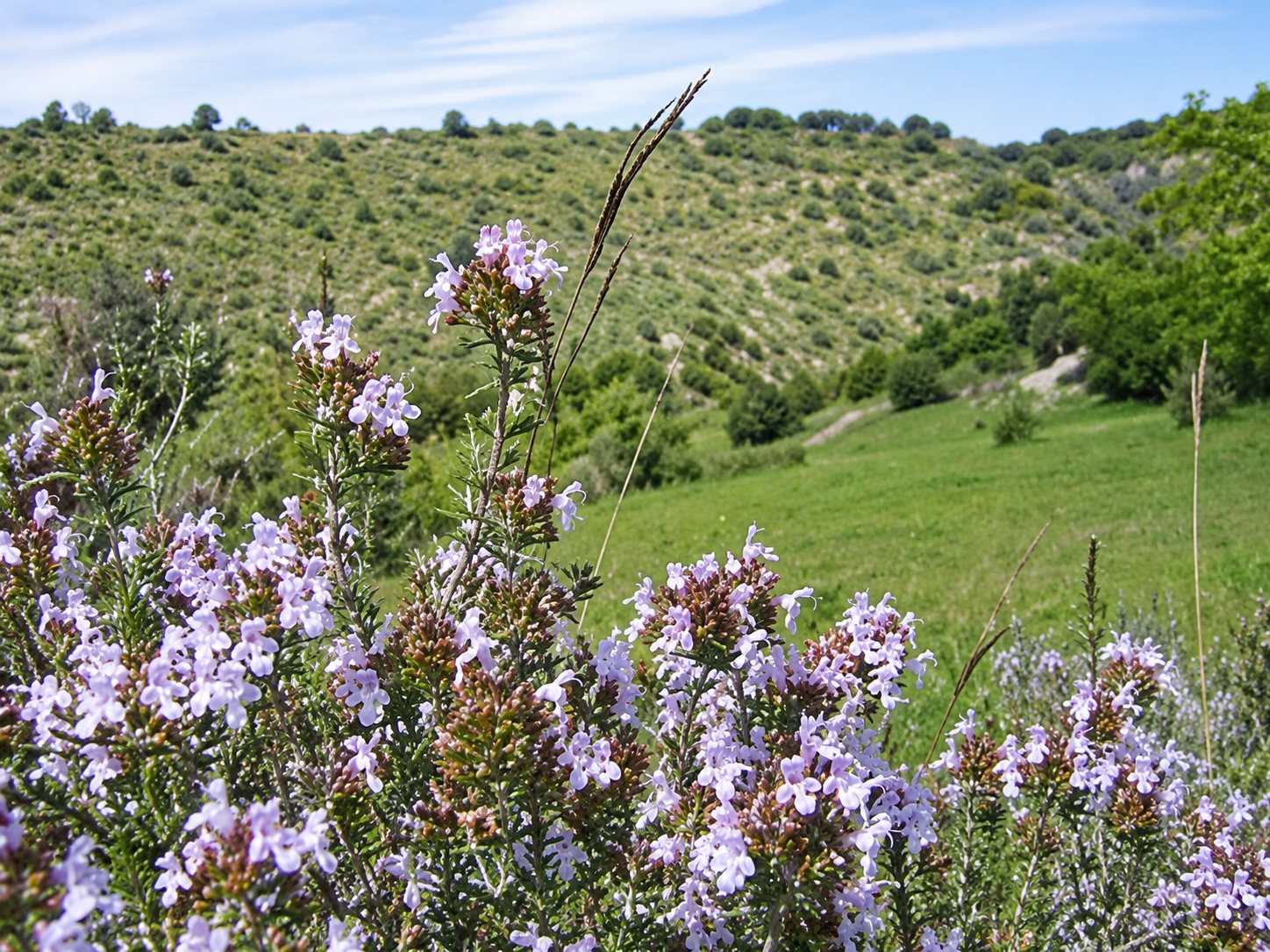 Gros plan sur des fleurs violettes de thym en premier plan, avec une colline couverte de végétation verte en arrière-plan.