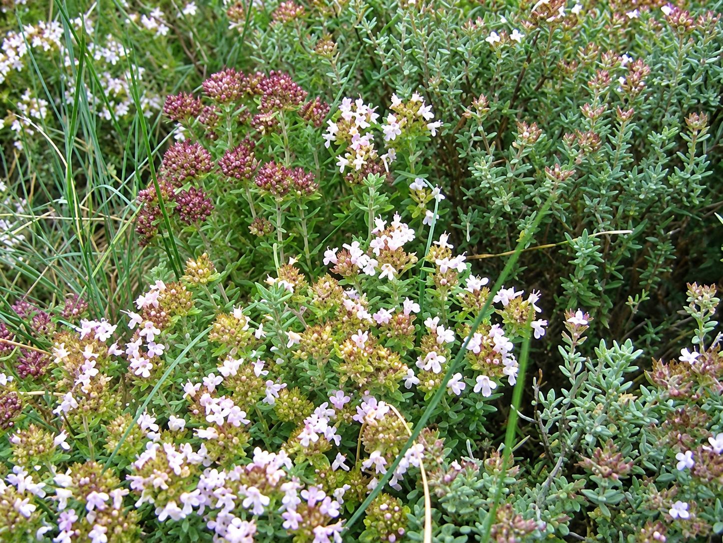 Gros plan sur des plantes aromatiques à petites fleurs blanches et rosées, entourées de feuillage vert dans un jardin.