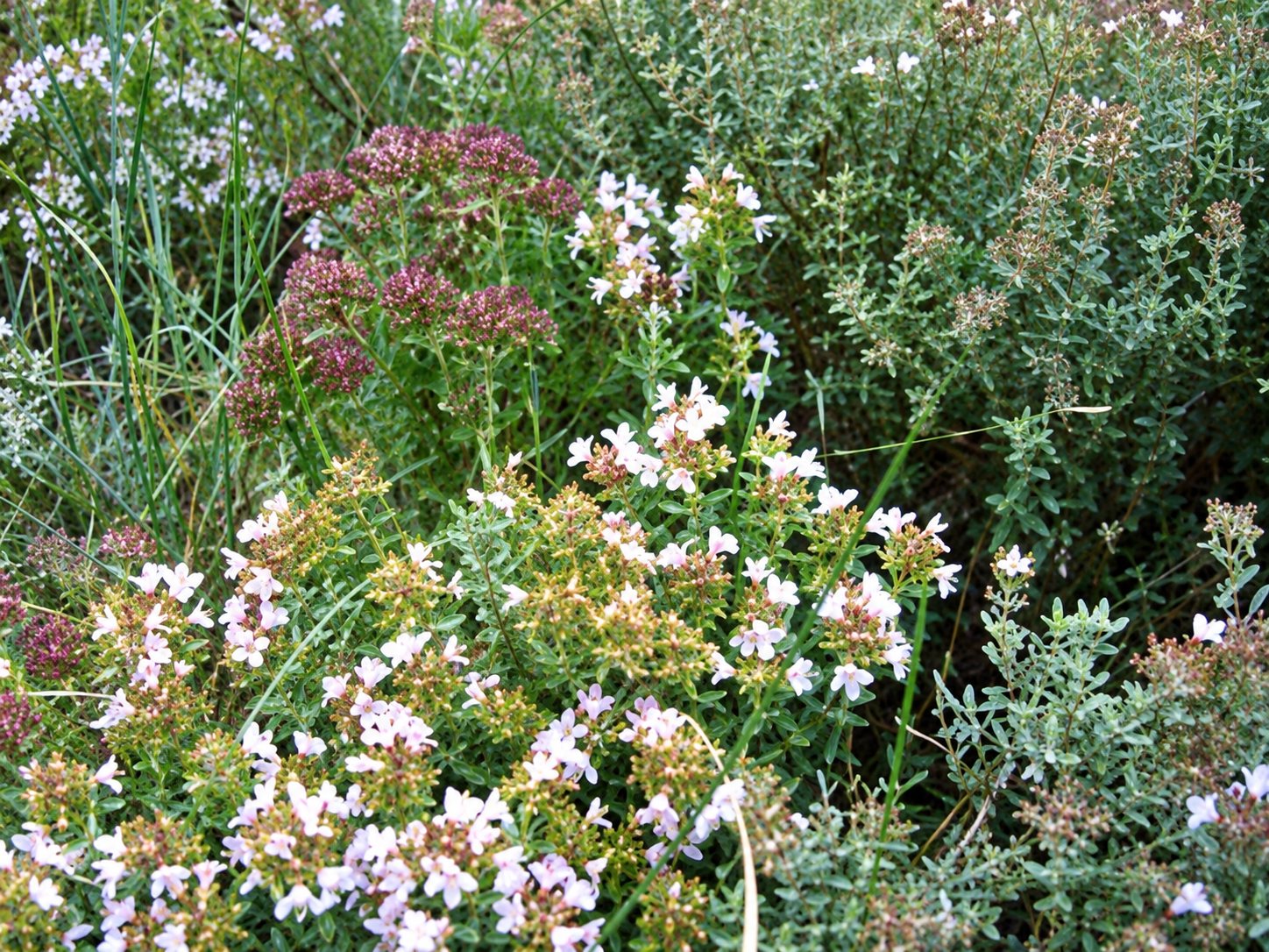 Gros plan sur des plantes aromatiques en fleurs, aux petites fleurs blanches et roses, entourées de feuillage vert dans un jardin.